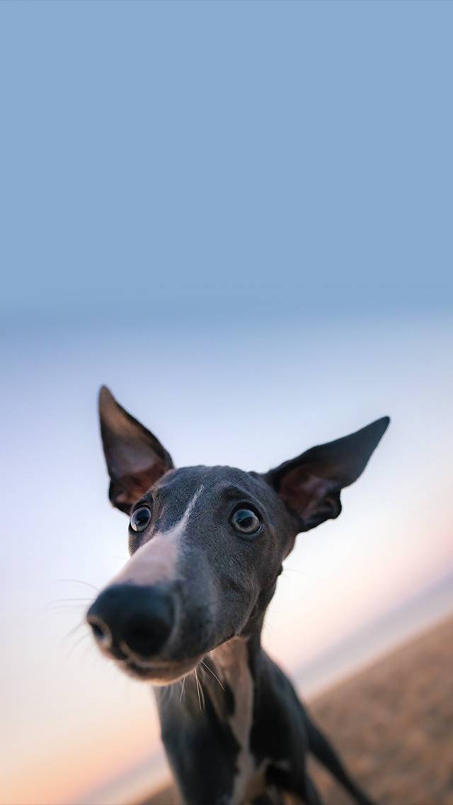 Weather Puppy showing sunny weather