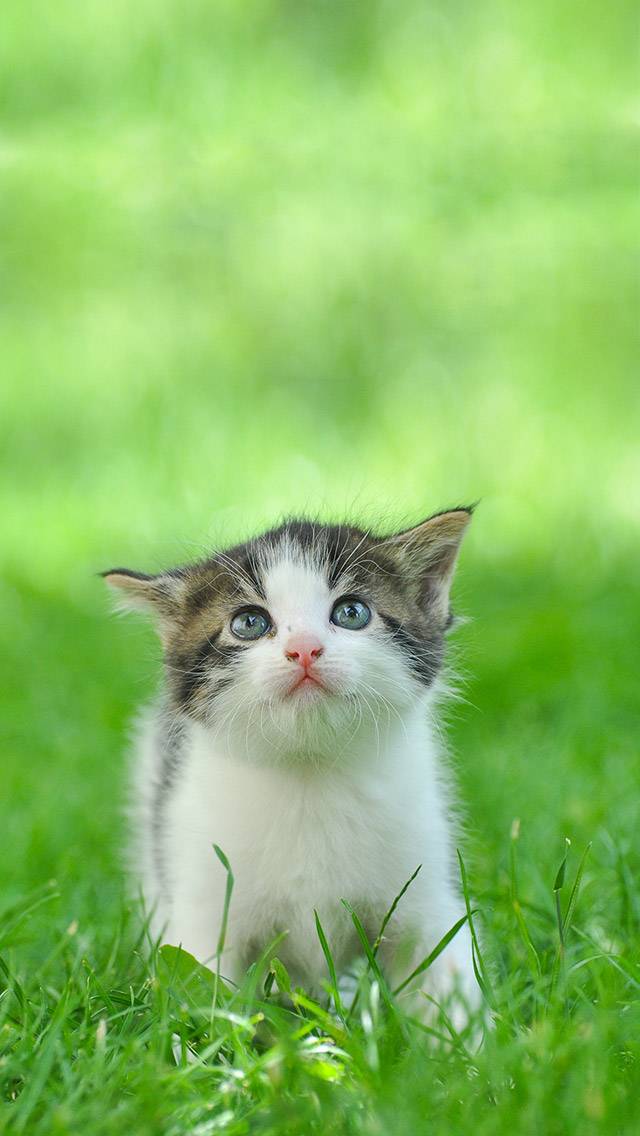 Weather Kitty theme