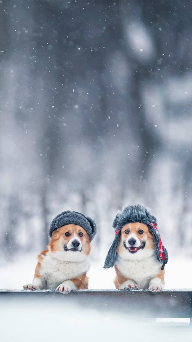 Weather Puppy showing snow weather